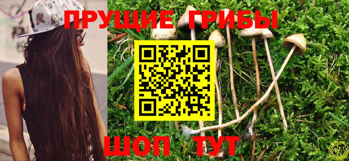 Псилоцибиновые грибы Psilocybine cubensis Набережные Челны